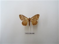 藏品(波斑毒蛾)的圖片